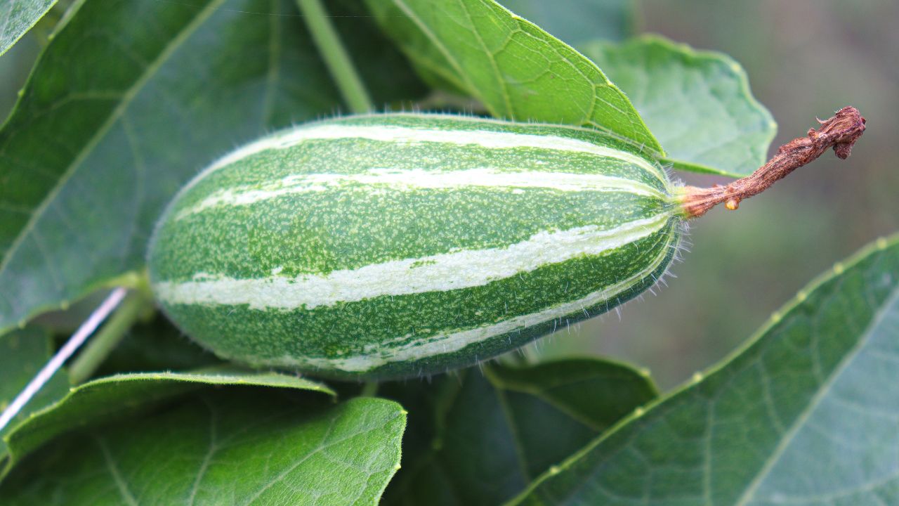 Parwal Ki Kheti Ke Tips Expert Solution For Pointed Gourd Fruit Formation Problem