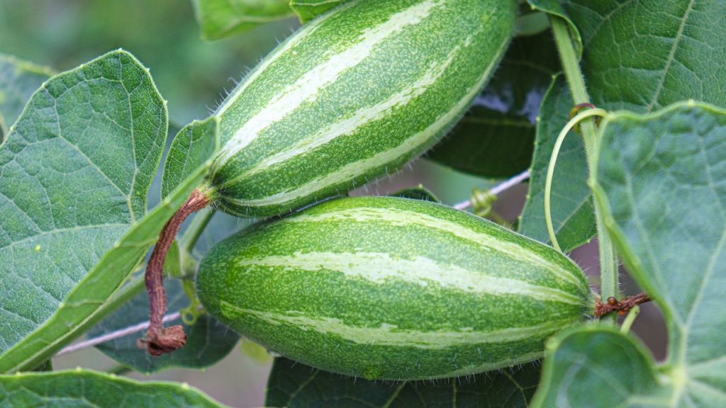 परवल में फल बनने के लिए मधुमक्खियों और अन्य कीटों द्वारा परागण बेहद जरूरी होता है. लेकिन अत्यधिक कीटनाशकों का उपयोग, पर्यावरण में बदलाव और मधुमक्खियों की संख्या में कमी इस प्रक्रिया को प्रभावित करते हैं. जब परागण सही नहीं होता, तो फूल सूखकर गिर जाते हैं और फल बनने की संभावना खत्म हो जाती है.