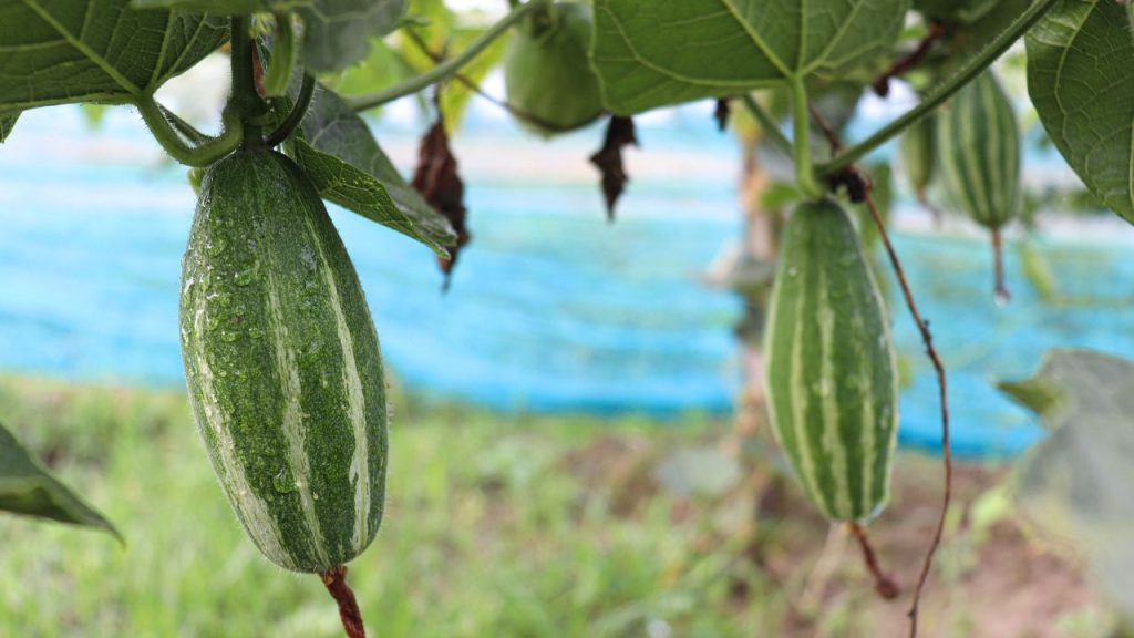 परवल की अच्छी फसल के लिए 22 से 28 डिग्री सेल्सियस तापमान सबसे उपयुक्त माना जाता है. अगर तापमान बहुत ज्यादा बढ़ जाए या अचानक मौसम में बदलाव हो जाए, तो पराग की गुणवत्ता प्रभावित होती है. इससे फल बनने की क्षमता कम हो जाती है और उत्पादन पर नकारात्मक असर पड़ता है.