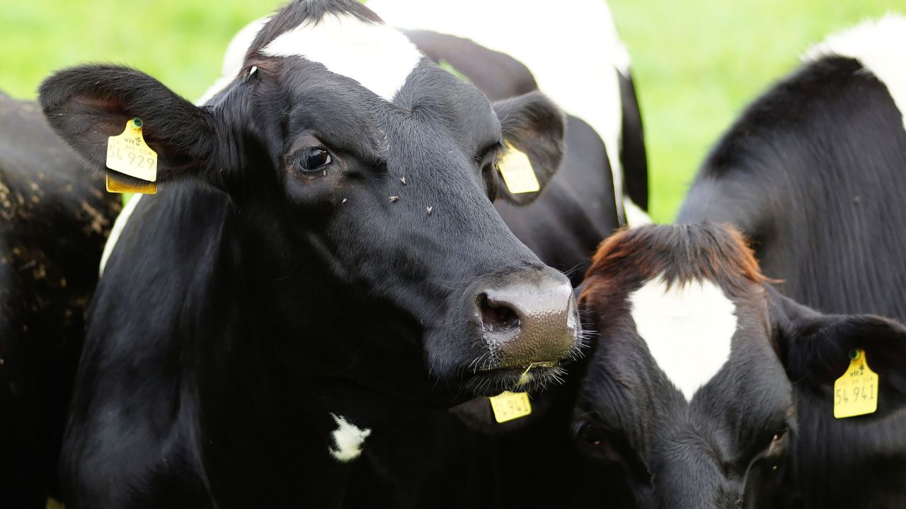 Dairy Farming Benefits Of Animal Tag For Unique Livestock Identification Pashu Tagging Ke Fayde