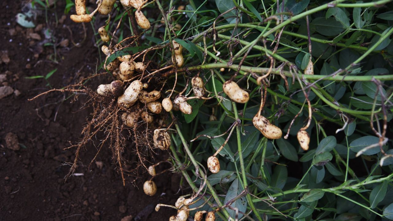 Moongfali Ki Kheti Peanut Farming Complete Guide High Profit Cash Crop Tips For Farmers