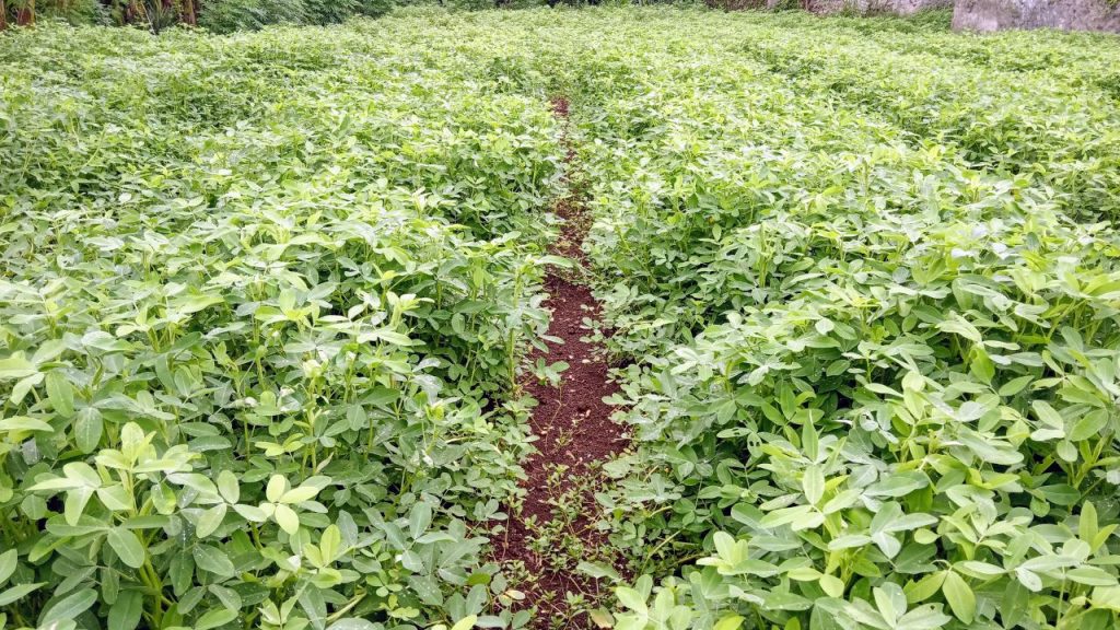 बेहतर पैदावार के लिए कतार से कतार की दूरी लगभग 25-30 सेमी और पौधे से पौधे की दूरी 8-10 सेमी रखनी चाहिए. बीज को सही गहराई पर बोना और बीज उपचार करना फसल को रोगों से बचाता है और अंकुरण बेहतर करता है. बेहतर पैदावार के लिए कतार से कतार की दूरी लगभग 25-30 सेमी और पौधे से पौधे की दूरी 8-10 सेमी रखनी चाहिए. बीज को सही गहराई पर बोना और बीज उपचार करना फसल को रोगों से बचाता है और अंकुरण बेहतर करता है.