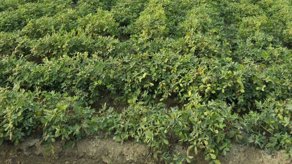 समय पर सिंचाई और खरपतवार नियंत्रण बहुत जरूरी है. साथ ही उन्नत किस्में जैसे TG-37A, JL-501, GG-20 और अन्य स्थानीय विकसित वैरायटी अपनाकर किसान प्रति हेक्टेयर बेहतर उत्पादन और अधिक लाभ कमा सकते हैं. समय पर सिंचाई और खरपतवार नियंत्रण बहुत जरूरी है. साथ ही उन्नत किस्में जैसे TG-37A, JL-501, GG-20 और अन्य स्थानीय विकसित वैरायटी अपनाकर किसान प्रति हेक्टेयर बेहतर उत्पादन और अधिक लाभ कमा सकते हैं.