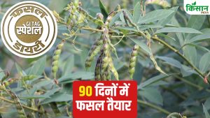 खुशबू के लिए पूरे देश में मशहूर है ये दाल, एक फली में बनते हैं 4 दाने.. जानें खेती का तरीका