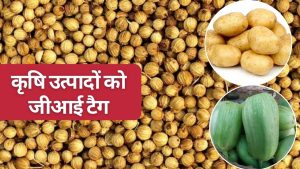 MP की 11 फसलों को मिलेगा जीआई टैग, कुंभराज धनिया और मालवी आलू समेत पूरी लिस्ट देखिए MP की 11 फसलों को मिलेगा जीआई टैग, कुंभराज धनिया और मालवी आलू समेत पूरी लिस्ट देखिए