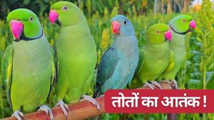 तोते ने उजाड़ दी किसान की फसल, 10 साल की लड़ाई के बाद आया कोर्ट का आदेश, जानें पूरा मामला