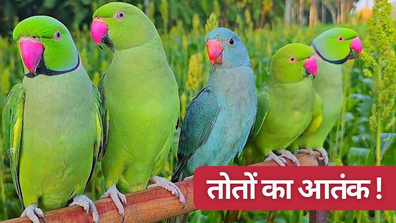 Bombay High Court Orders Maharashtra Govt To Compensate Farmer For Crop Damage By Parrots And Said Parrots Wild Animals Under Rules