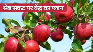 कश्मीरी सेब उत्पादन संकट पर केंद्र की बड़ी तैयारी, क्लीन प्लांट से लेकर रोगमुक्त पौध का प्लान तैयार