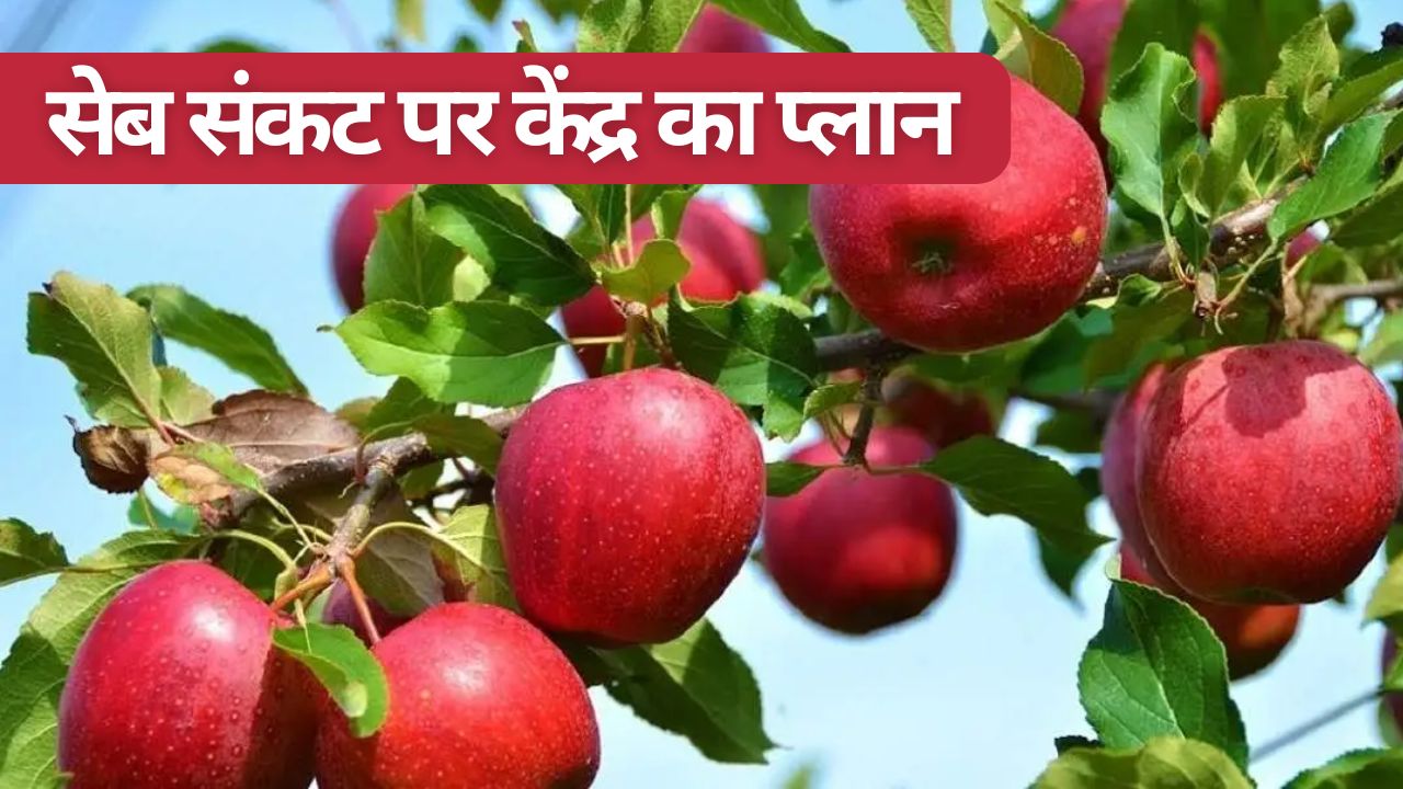 Centre Prepared To Tackle Kashmiri Apple Production Crisis Plan Formulated Ranging From Clean Plants To Planting Of Disease Free Saplings