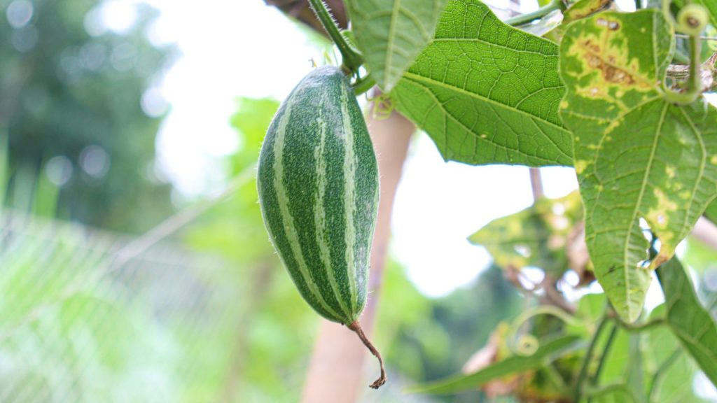 अगर किसान सही तकनीक अपनाएं, जैसे नर-मादा पौधों का संतुलन बनाए रखना, मधुमक्खी बक्सों का उपयोग, सुबह के समय हाथ से परागण, संतुलित पोषण और समय पर छिड़काव, तो उत्पादन में 40 से 70 प्रतिशत तक वृद्धि संभव है. 