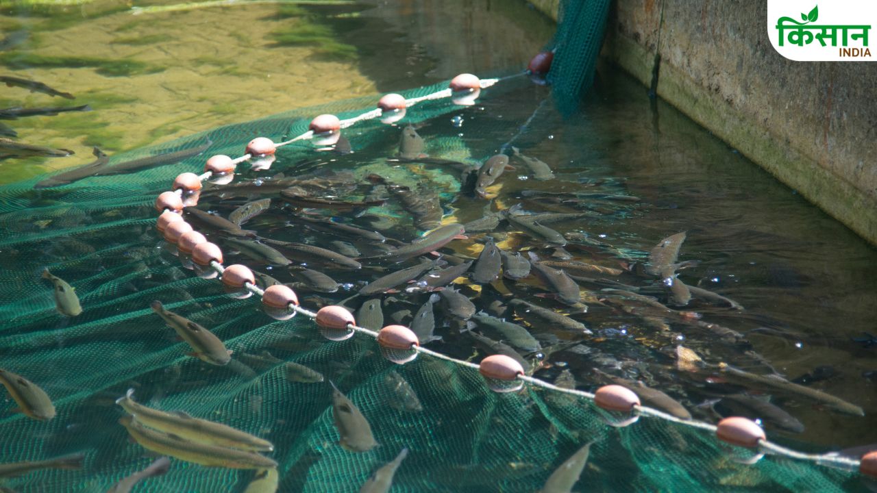 Up Pond Subsidy Scheme 2026 Fish Farming Subsidy Upto Rupess 52 Thousand Uttar Pradesh Government