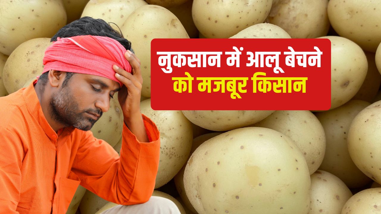 Potato Price Falls Potato Rates Fall West Bengal Potato Farmers