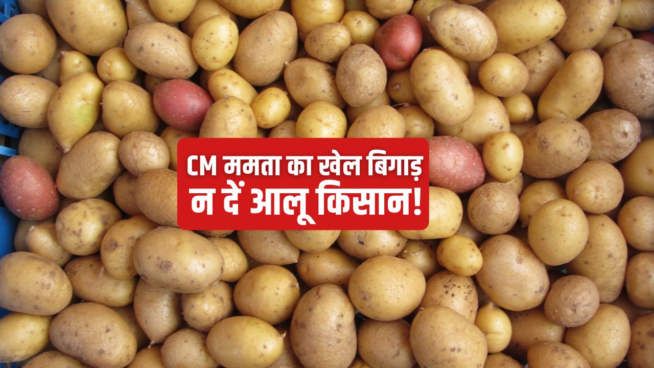 Potato Rates Fall West Bengal Potato Farmers Assembly Elections