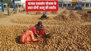 UP में किसानों से होगी 20 लाख टन आलू की खरीद, सरकार से मिली मंजूरी.. इतने रुपये क्विंटल होगा रेट UP में किसानों से होगी 20 लाख टन आलू की खरीद, सरकार से मिली मंजूरी.. इतने रुपये क्विंटल होगा रेट