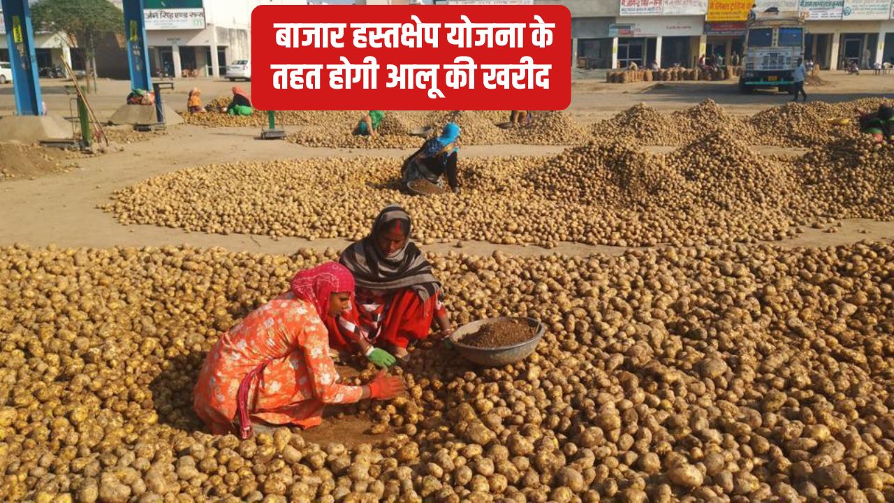Potato Procurement Approved Government Purchase 2 Million Tons Potatoes From Farmers In Uttar Pradesh