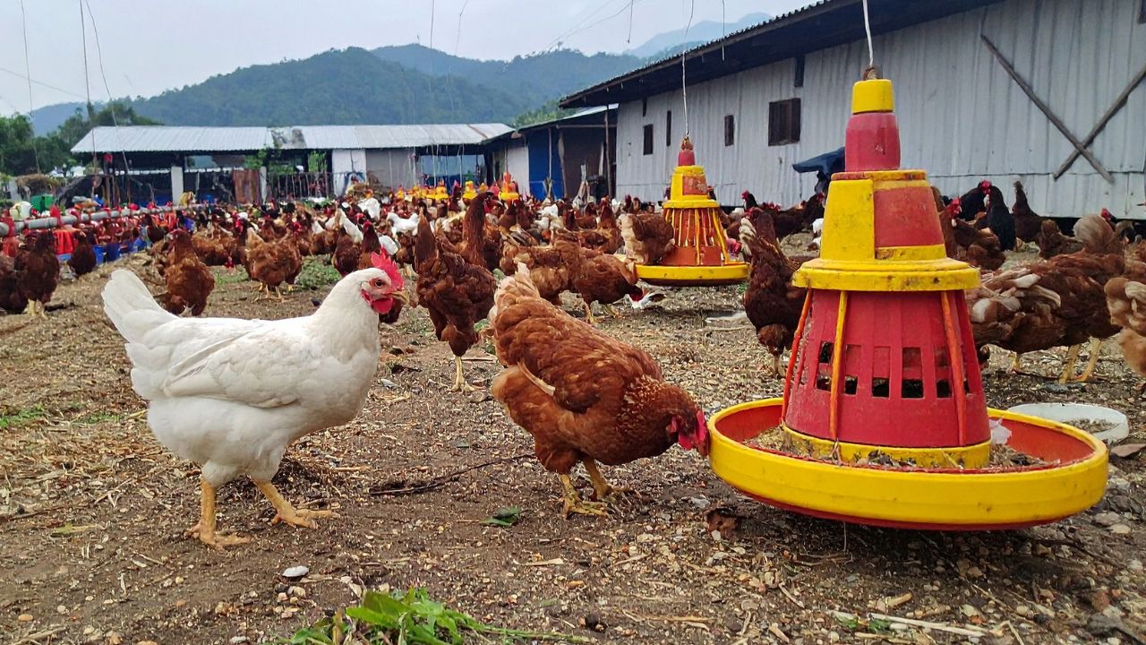 Poultry Farming Tips To Save Chickens From Scorching Heat How To Keep Chicks Cool Hydrated Murgi Palan