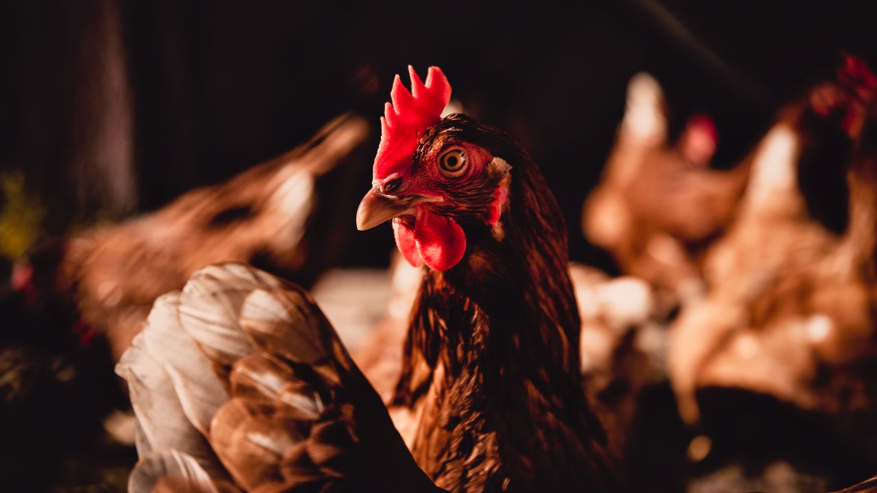 Heat Stress Management In Poultry Benefits Of Electrolytes Vitamins Summer Care Tips For Chickens