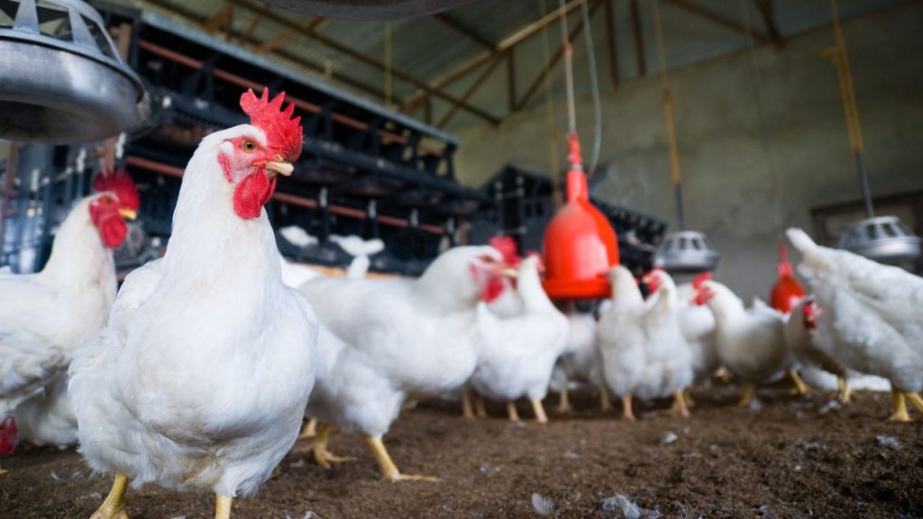 अत्यधिक तापमान में शेड में फैन, कूलर या पानी की हल्की छिड़काव तकनीकें अपनाना फायदेमंद होता है. यह न केवल पोल्ट्री को ठंडक देता है, बल्कि उनकी ऊर्जा को बनाए रखता है और गर्मी के कारण होने वाले स्ट्रेस को कम करता है. अत्यधिक तापमान में शेड में फैन, कूलर या पानी की हल्की छिड़काव तकनीकें अपनाना फायदेमंद होता है. यह न केवल पोल्ट्री को ठंडक देता है, बल्कि उनकी ऊर्जा को बनाए रखता है और गर्मी के कारण होने वाले स्ट्रेस को कम करता है.