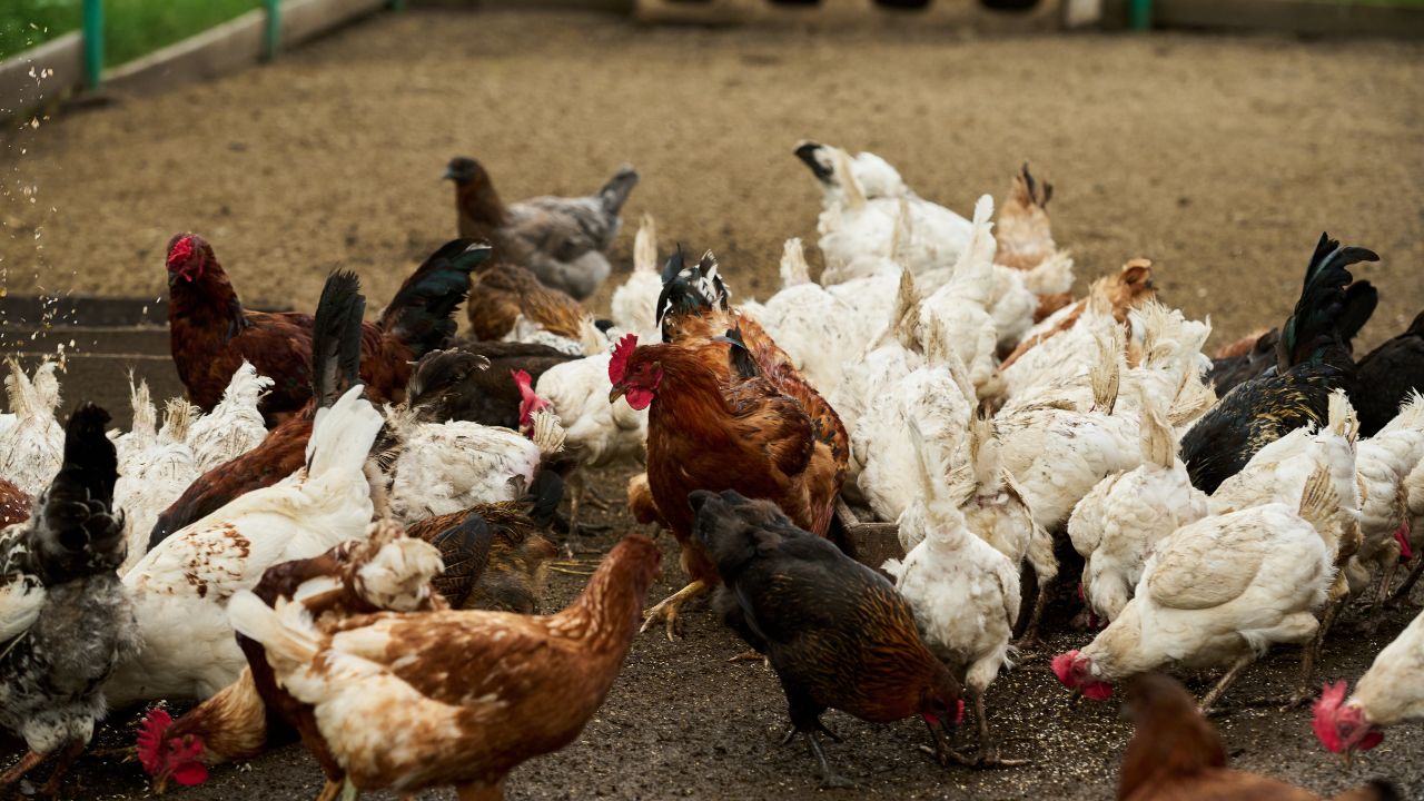Poultry Farming Summer Care Tips Heat Stress Management In Chicken Farm Murgi Palan Ke Tips