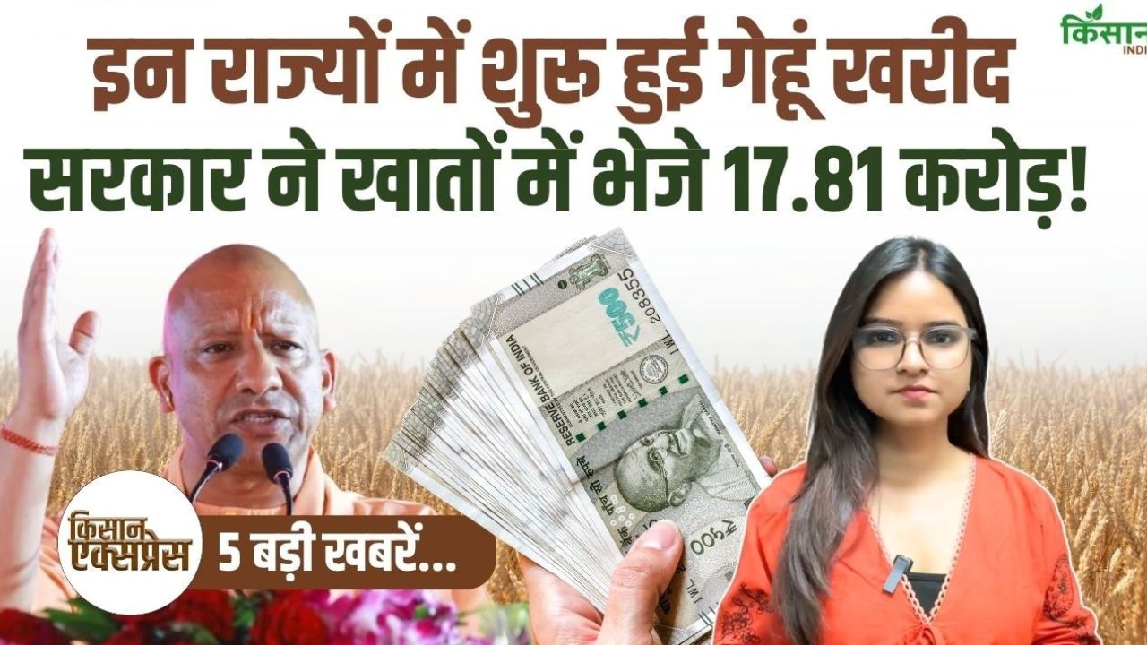 Msp Procurement Of Wheat Started In These States From 1 April