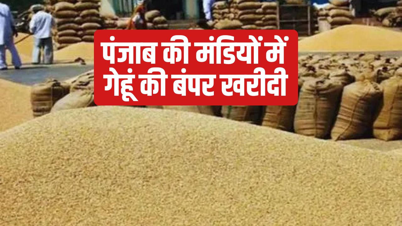 Punjab Wheat Procurement Arrivals Reach 9411200 Metric Tonnes Wheat Payment Approval