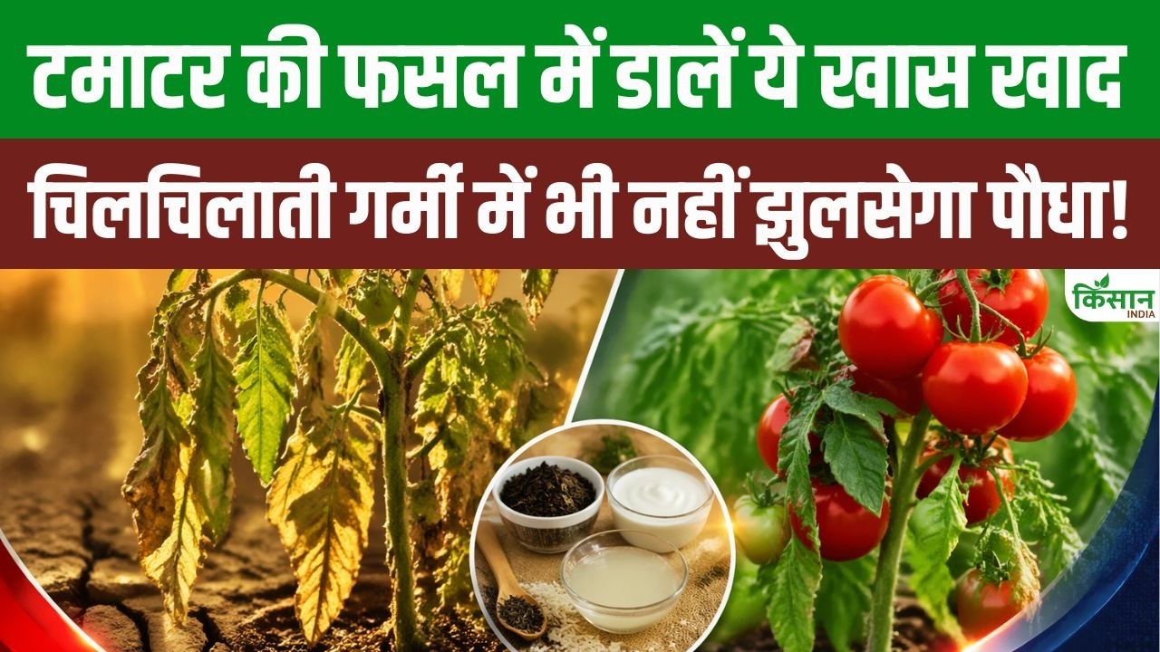 Prevent Tomato Plants From Drying Out Scorching Heat Use These Three Simple Kitchen Tips