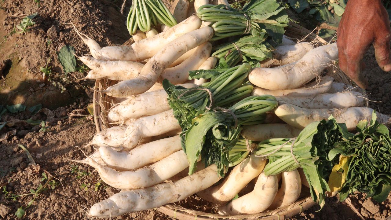 Radish Farming Guide 20 Days Cash Crop For High Profit Vegetable Farming April Cultivation