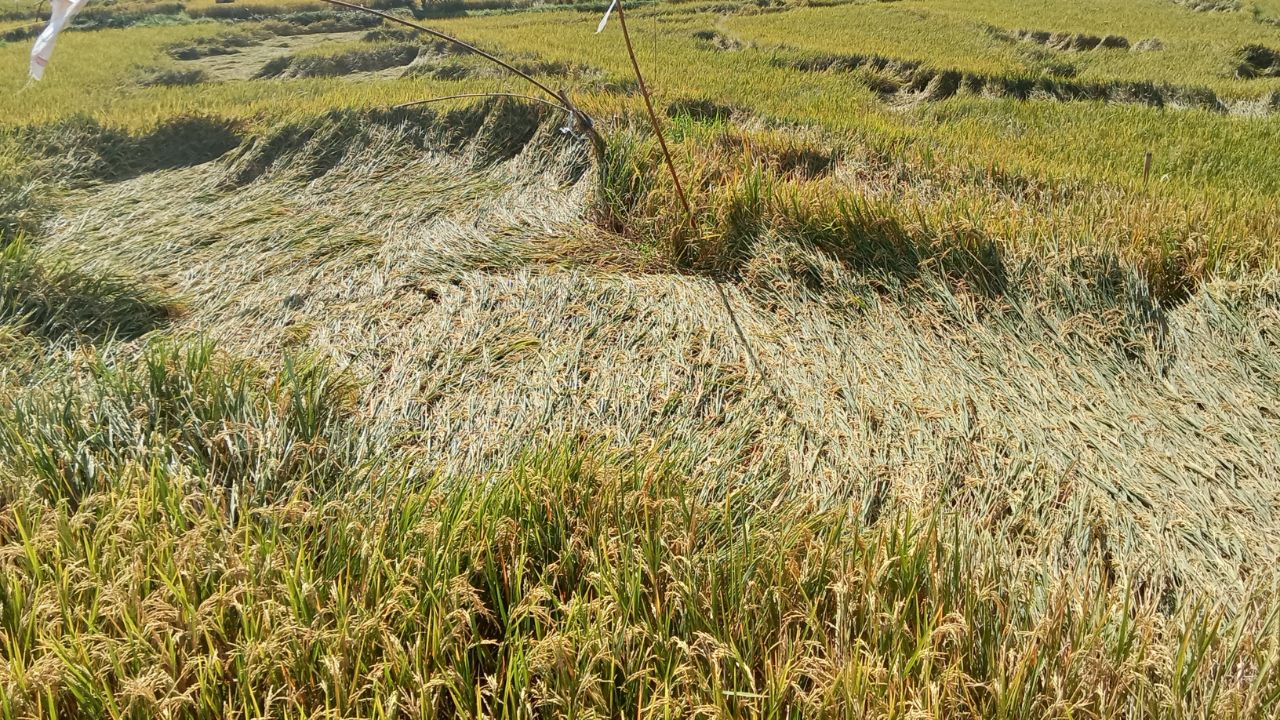 Tips For Farmers How To Protect Crops During Heavy Rainfall Waterlogging Drainage Pest Control Monsoon Crop Safety Guide