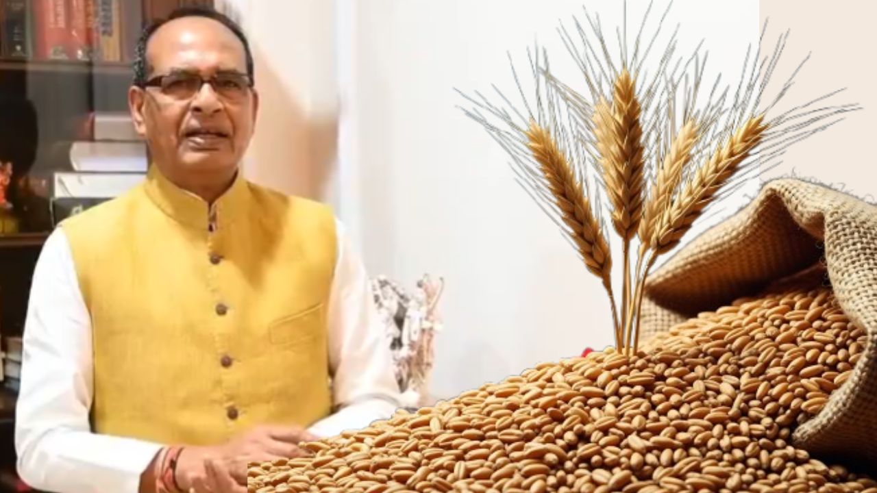 Wheat Procurement Dates And Limit To Be Extend By Center Govt Said Agri Minister Shivraj Singh Chohan