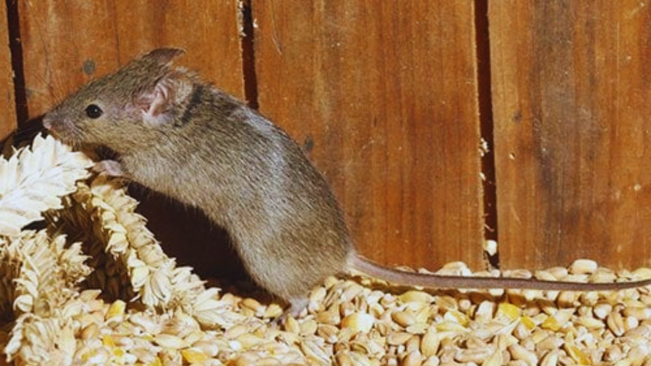 Bihar Government Bans Rattle Pest Sale To Protect Farmers Animals Environment Saurabh Suman Yadav Order