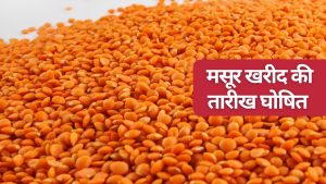 इस राज्य के लिए केंद्र से मसूर खरीद को मंजूरी मिली, किसानों को 300 रुपये बढ़ाकर मिलेगा भाव  
