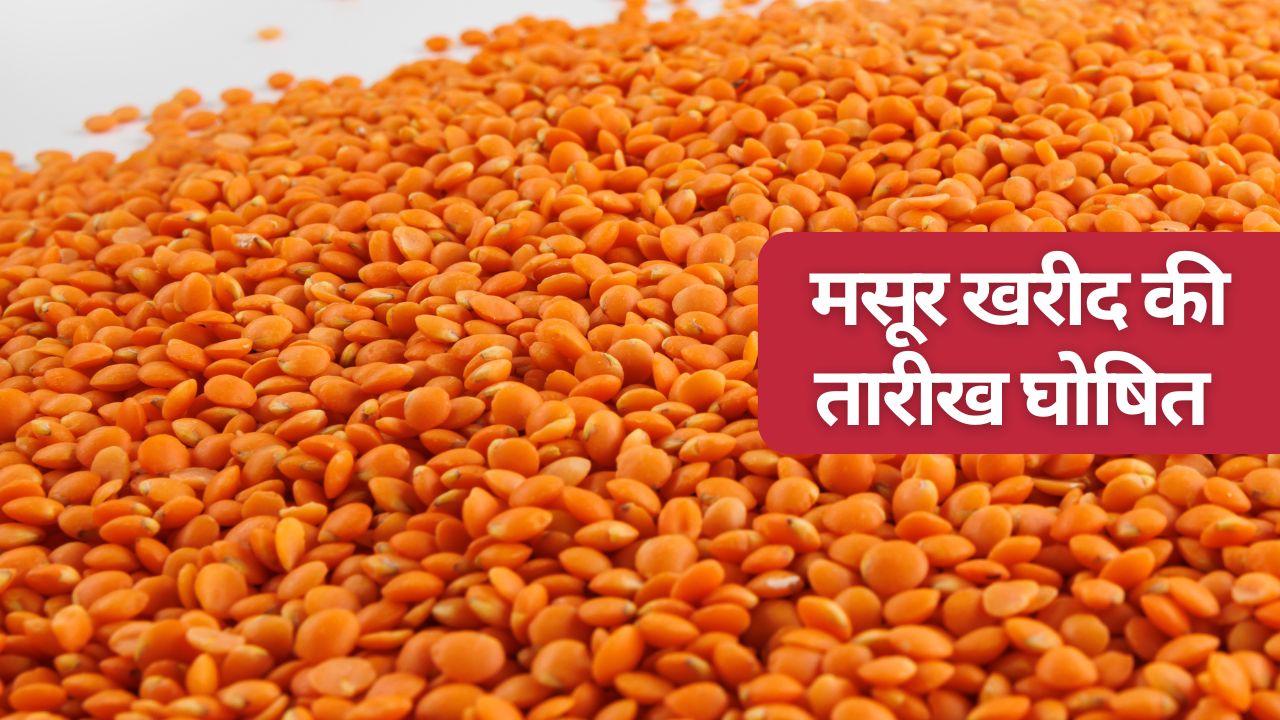 इस राज्य के लिए केंद्र से मसूर खरीद को मंजूरी मिली, किसानों को 300 रुपये बढ़ाकर मिलेगा भाव  