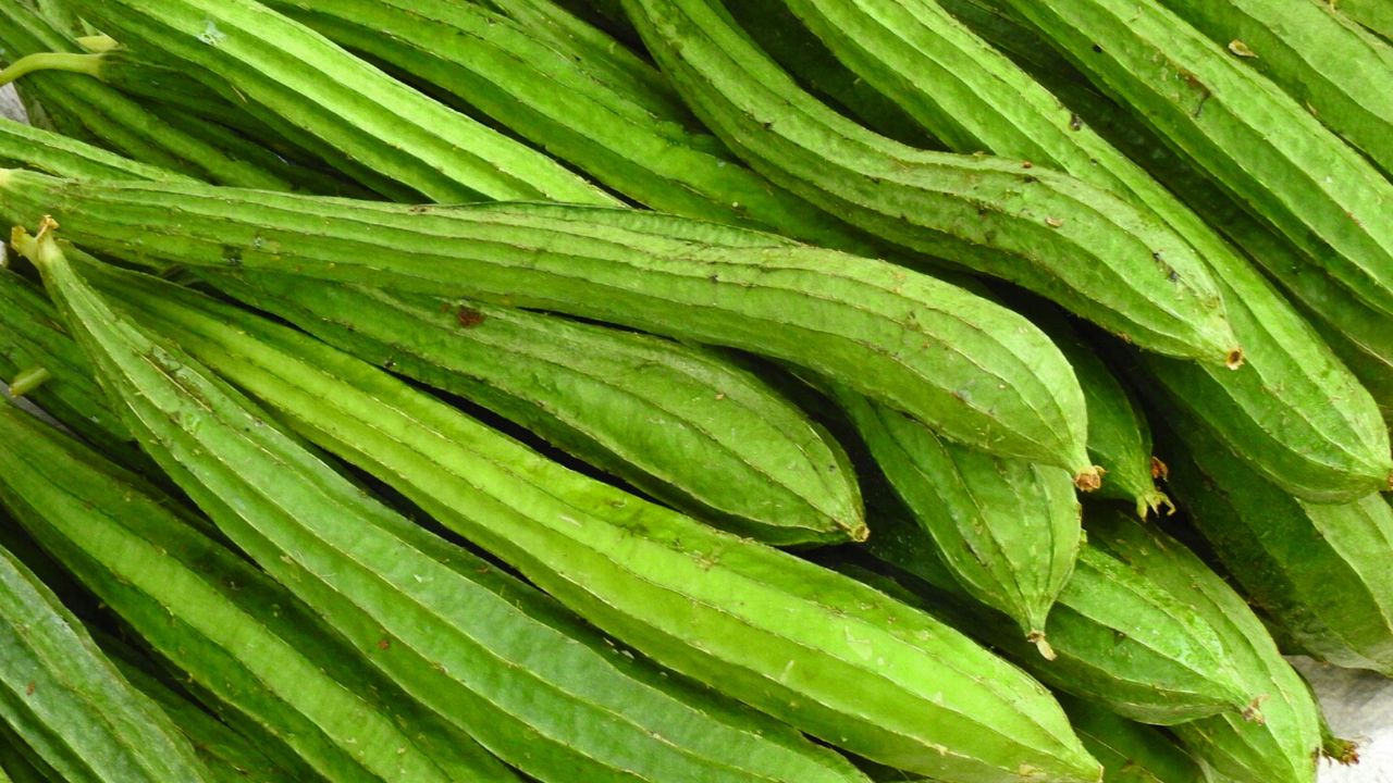 Turai Ki Kheti Zayed Season Farming Kashi Rakshita Ridge Gourd Cultivation For High Profit