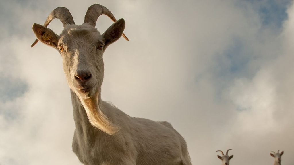 सानेन बकरी का दूध सिर्फ सीधे बेचने के लिए ही नहीं, बल्कि इससे पनीर, चीज और अन्य हाई-वैल्यू डेयरी प्रोडक्ट्स भी बनाए जाते हैं. इससे किसानों को अपनी आय के कई अलग-अलग सोर्स बनाने का मौका मिलता है और बिजनेस को तेजी से बढ़ाया जा सकता है.