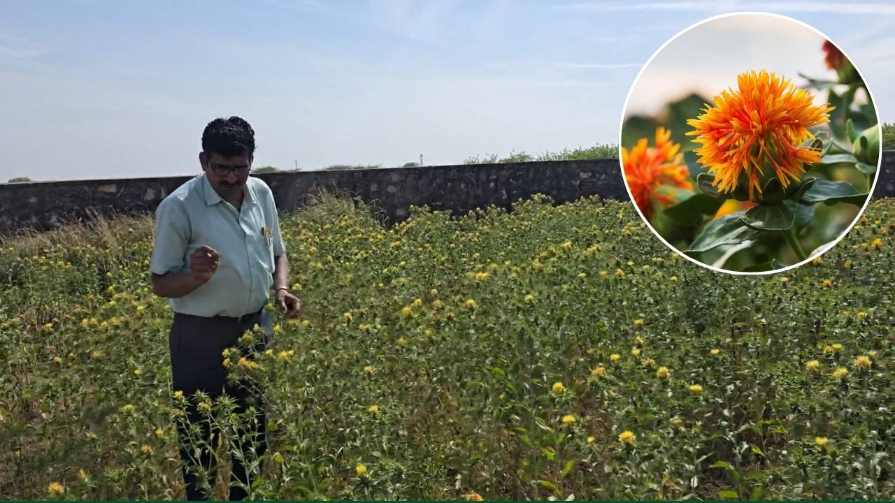Safflower Cultivation Experiment Successful In Sawai Madhopur Rajasthan Earning Income From Seeds Oil And Petals