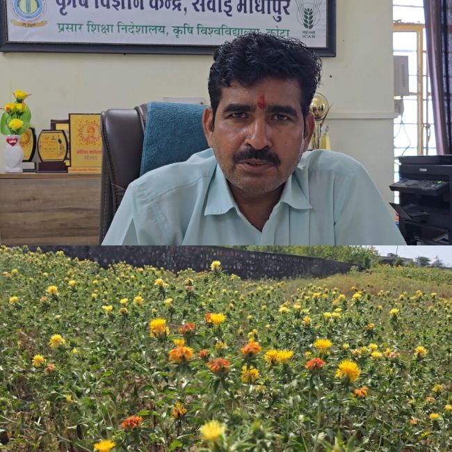 Safflower Farming in rajasthan