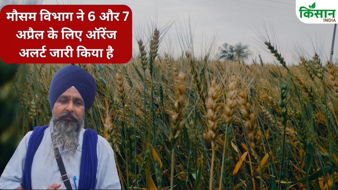 Punjab Rains Destroy Crops Sarwan Singh Pandher Demands Compensation Of Rs 70000 Per Acre