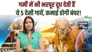 गर्मी में भी बाल्टी भर दूध देने वाली 5 देसी गायें, कम खर्च में किसानों को मिलती है ज्यादा कमाई