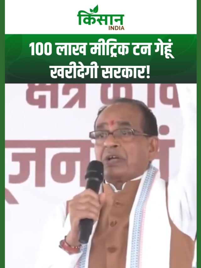 मध्यप्रदेश के किसानों के लिए शिवराज सिंह का ऐलान: गेहूं खरीदी का कोटा 100 लाख मीट्रिक टन हुआ