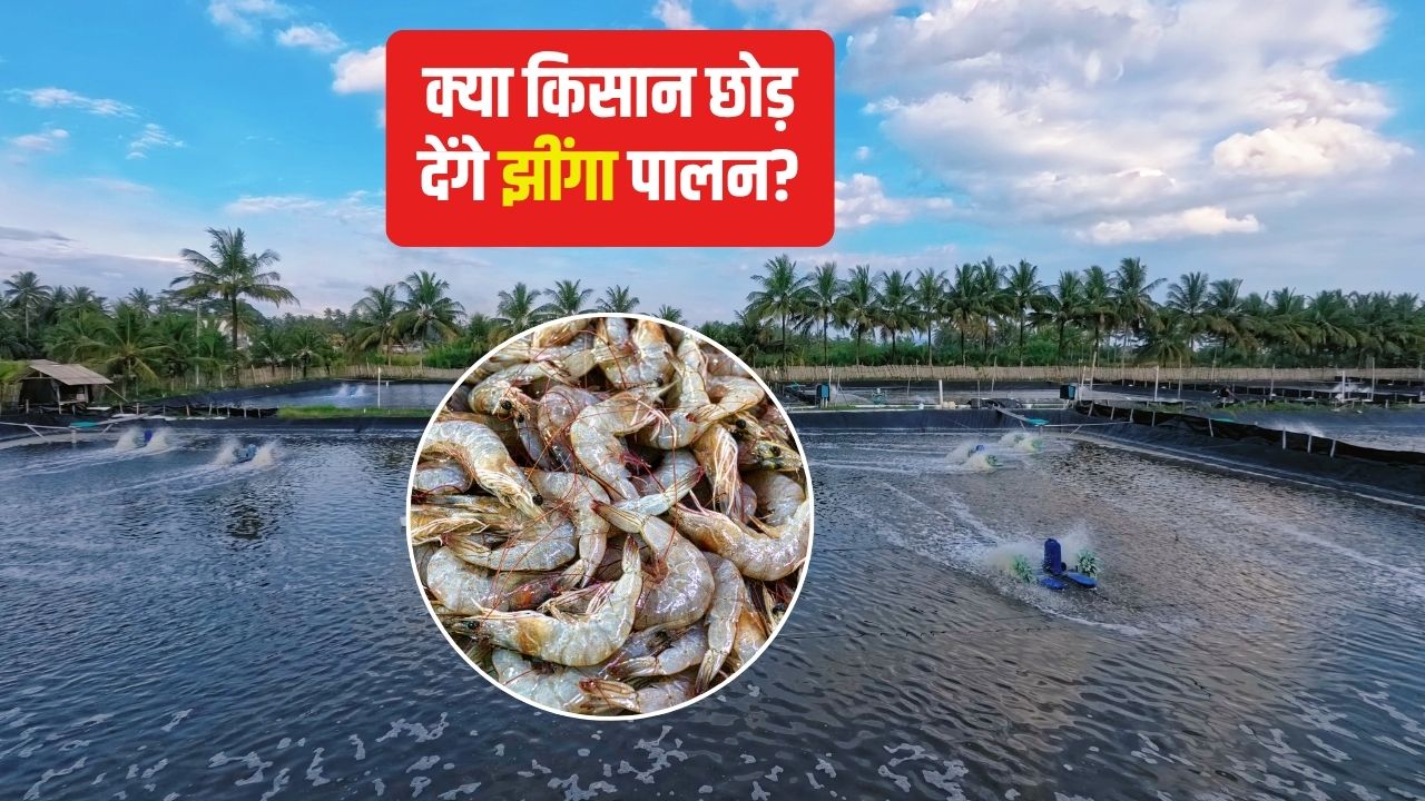 Andhra Pradesh Shrimp Farming Shrimp Earnings Shrimp Rates Falling