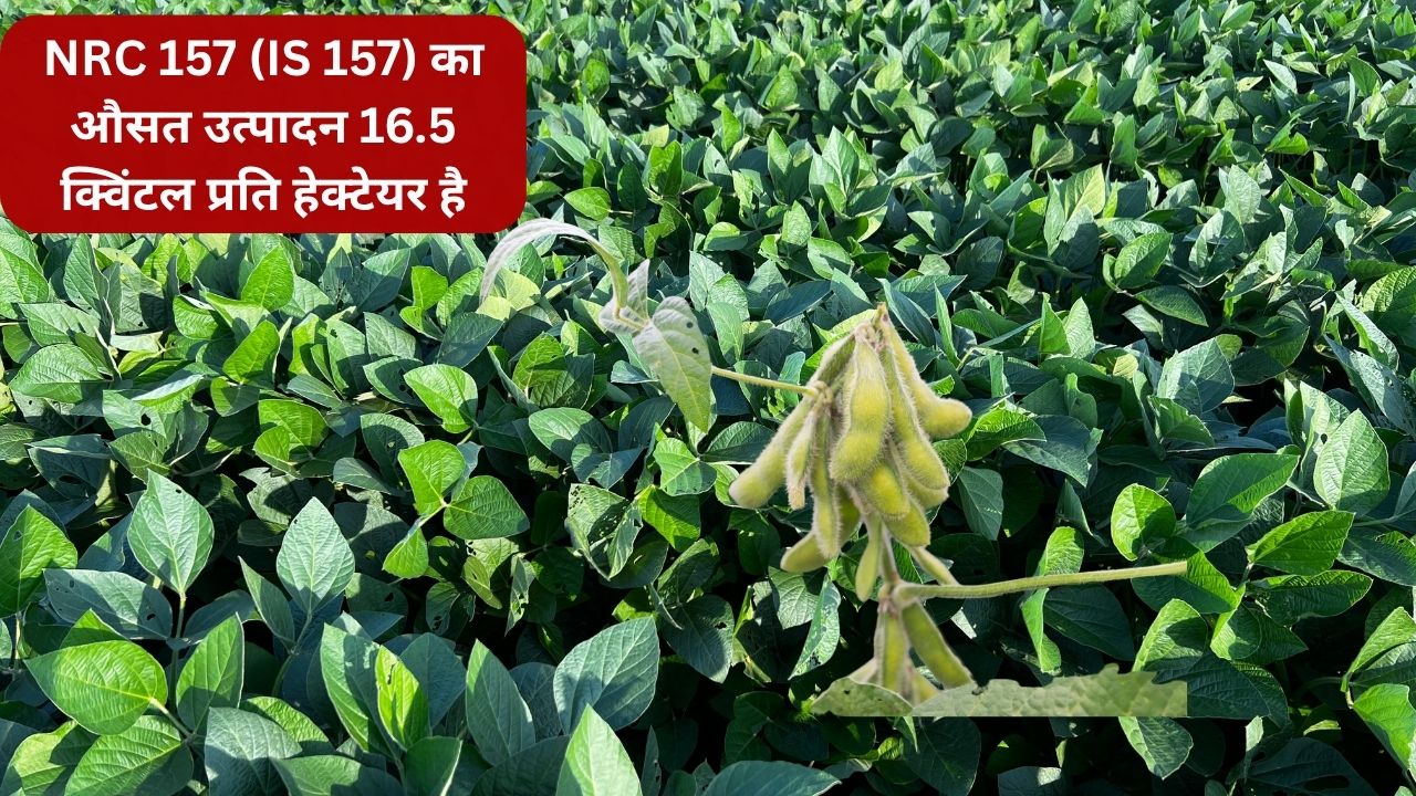 Icar Indian Institute Of Soybean Research Develops 3 New Soybean Varieties Nrc 157 Nrc 131 And Nrc 136