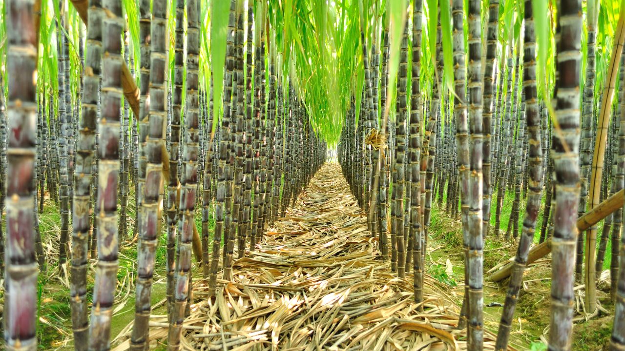 Benefits Cultivating Sugarcane Using Intercropping Technique Agricultural Scientific Advice
