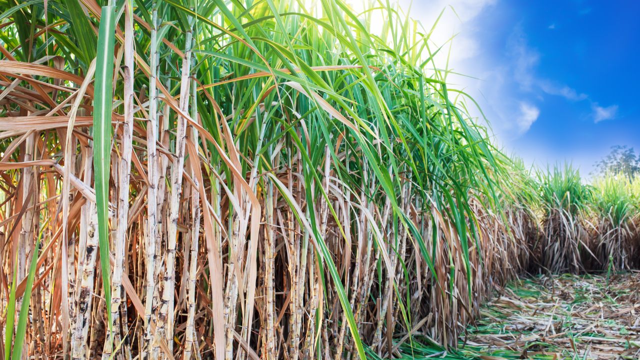 Cabinet Approves Fair And Remunerative Price Of Rs 365 Per Qtl For Sugarcane Farmers For Season 2026 27 Sugarcane Price Hike