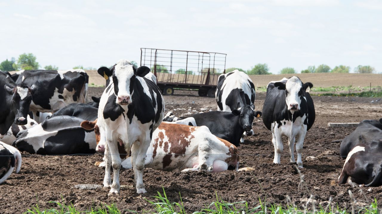 Livestock Care In Summer How To Protect Cattle From Heat Stress Animal Health Tips Dairy Farming