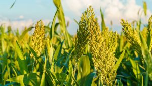 जायद सीजन की फसलों का रकबा बढ़ा, धान का एरिया घटा पर दलहन फसलों की बुवाई में इजाफा