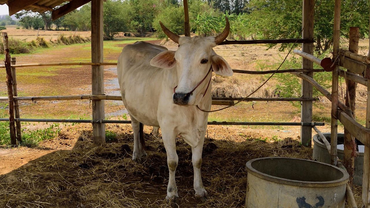 Dairy Farming Mastitis Thanela Disease Prevention Milk Production Care Tips Cattle Health Management Hindi Guide