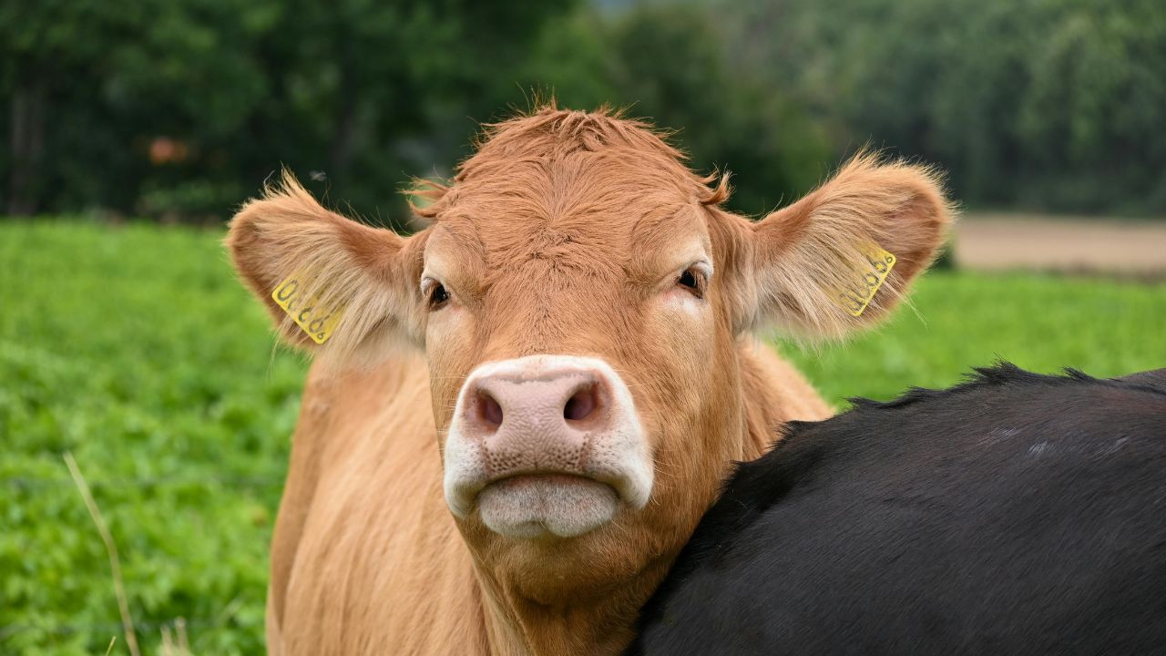 Cow Runny Nose Cause Decrease In Milk Production Try These Simple Home Remedies In Evening