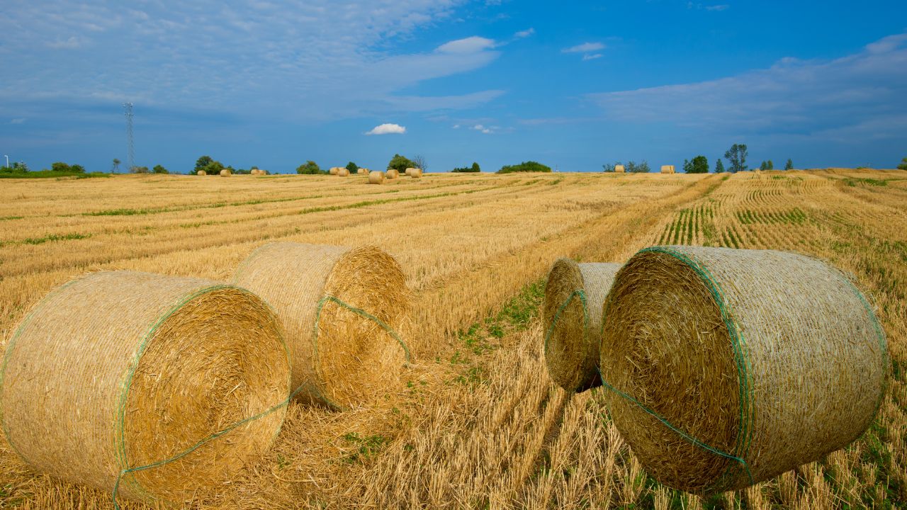 Mistake Burning Stubble Costly Bihar Agriculture Department Explained How To Save Farmland And Increase Yields