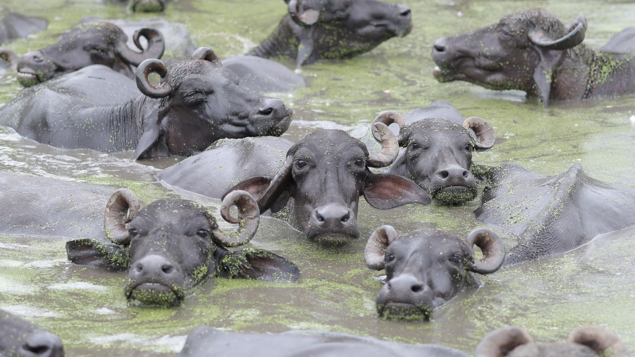 Bijnor News 125 Buffaloes Landed In Ganges Soon Raid Took Place Teams From Two Districts Continued Searching All Night