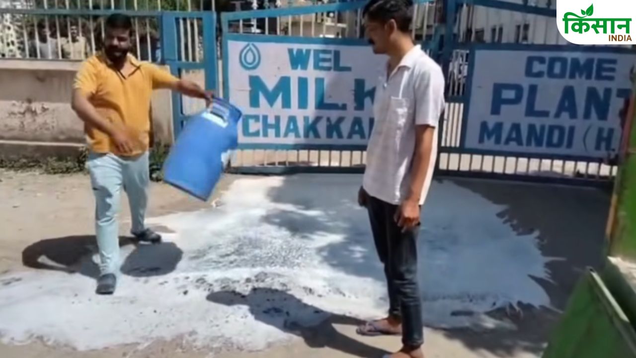1200 Liters Milk Spilled Onto Road In Mandi Himachal Pradesh Sparking Anger Among Dairy Farmers Over Plant Shutdown
